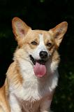 CORGI PEMBROKE 1053